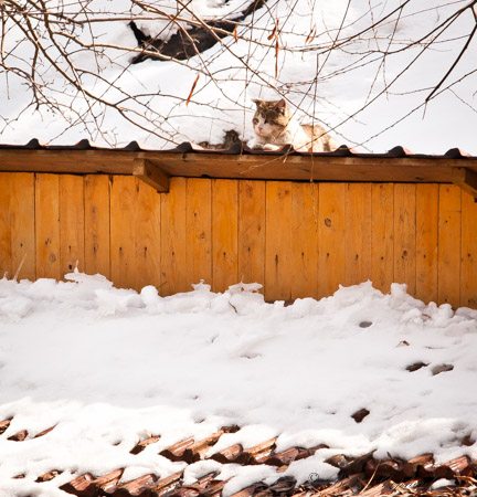 Kitty in snow near Gyumri