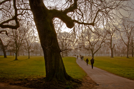 Hyde Park trees