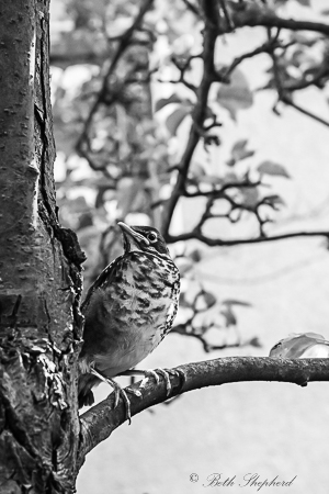 Baby robin on branch
