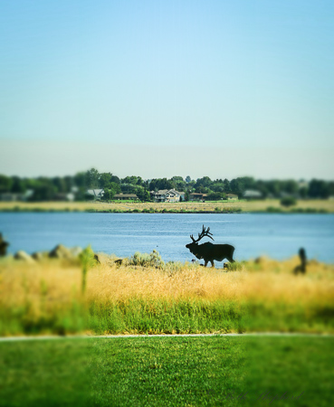 Elk statue by the Columbia