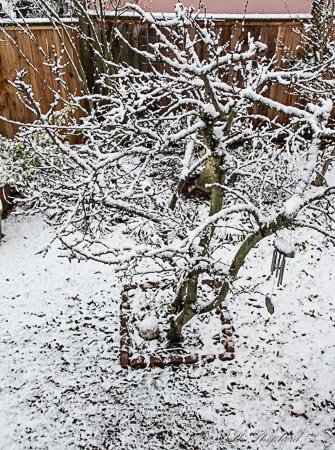 Plum tree in winter