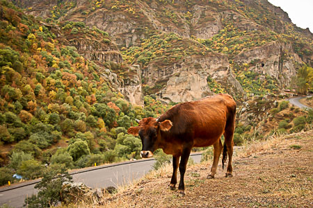 Armenian cow and fall color