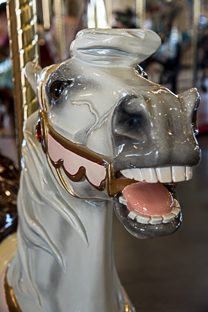 carousel gelding