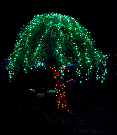 Palm tree lights