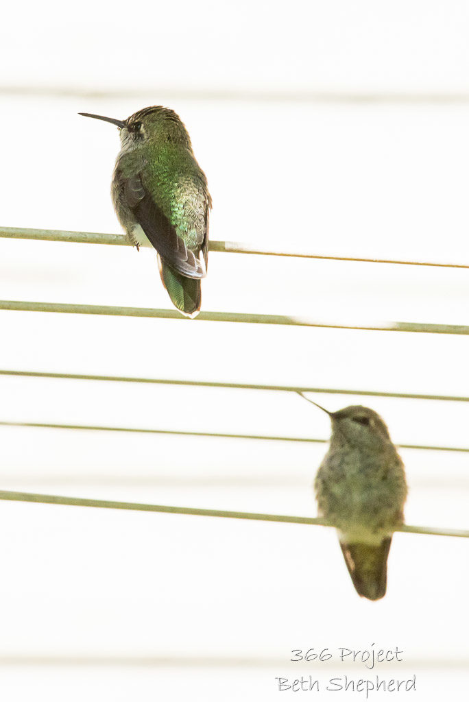 Young Anna's hummingbirds