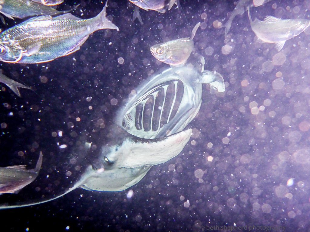 manta ray feeding on plankton