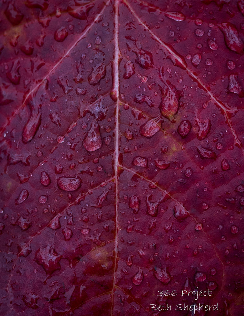 Red leaf and raindrops